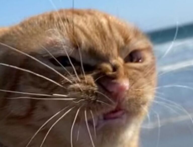 La reacción de un gato que va a la playa por primera vez y se volvió viral