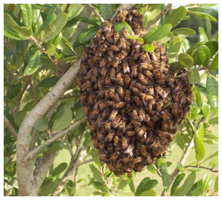 Misiones: aseguran que «abejas asesinas» mataron a cinco perros