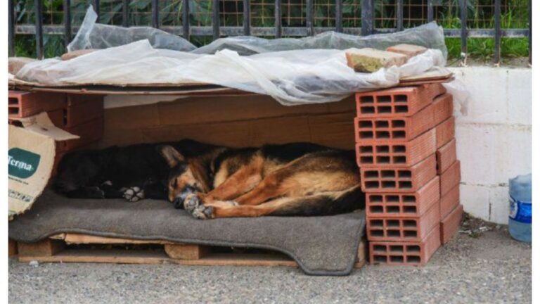 Comodoro: Funcionará un dispensario canino pero como paseo recreativo