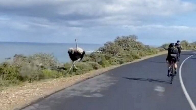 Video: el avestruz que desafió a los ciclistas en una carrera