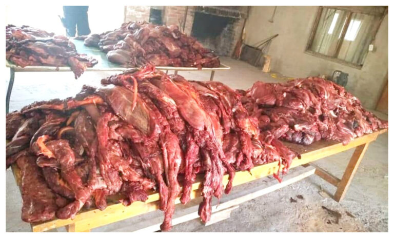 Más de mil kilos de carne de guanaco iban a dos carnicerías