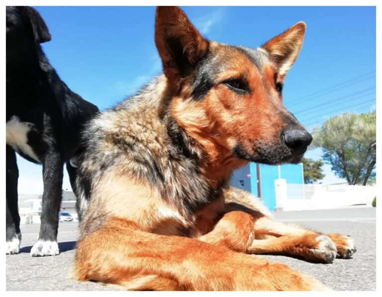 Un año sin justicia para Robin, murió apuñalado y degollado