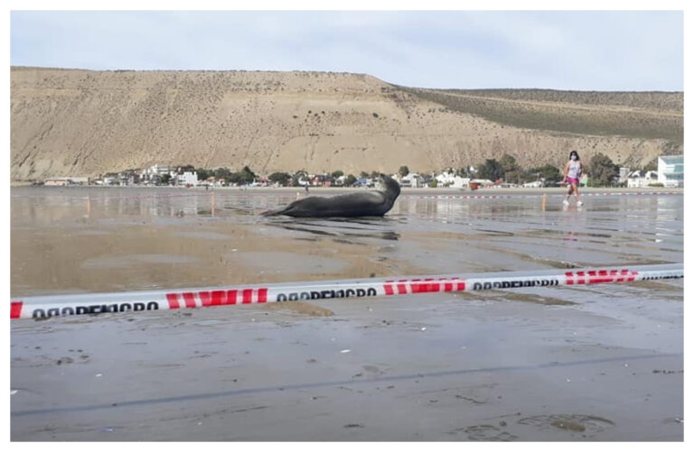 Una foca leopardo descansa en la playa: piden a los vecinos no acercarse