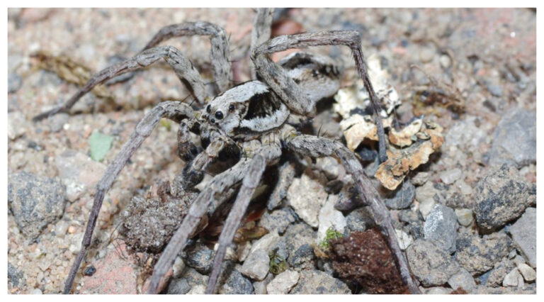 Hallaron una peligrosa araña que creían extinta desde 1993