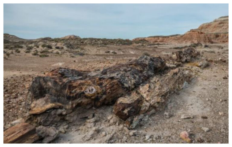 Rocas Coloradas: se llevaron troncos petrificados de la zona