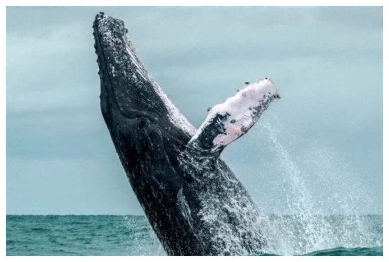 Video: una ballena jorobada les dio un gran susto a dos kayakistas