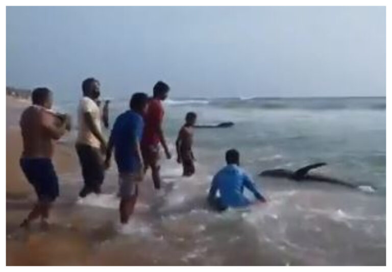Rescatistas lograron salvar a 120 ballenas que habían quedado varadas