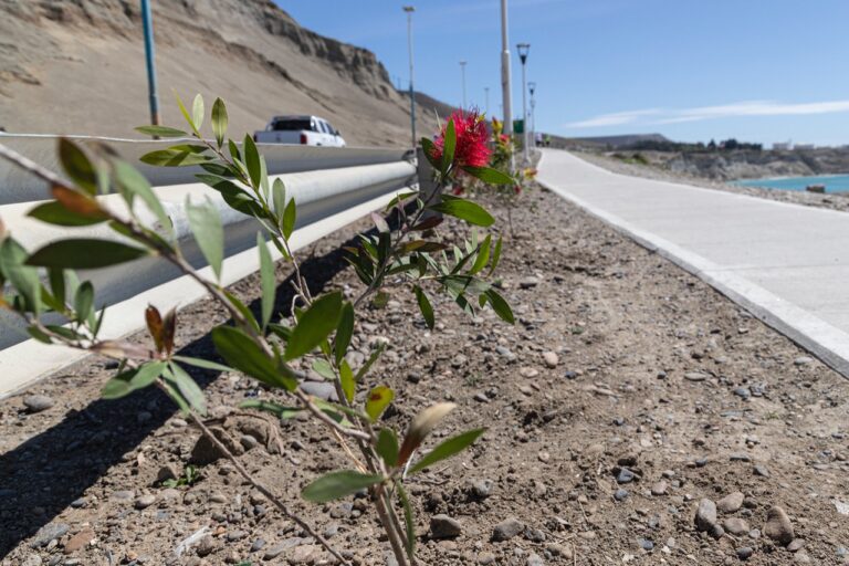 Se colocaron más de 300 plantas en el paseo costero