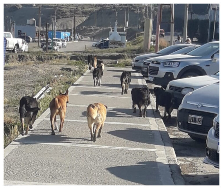 Castrarán, vacunarán y desparasitarán a perros de la calle en Comodoro