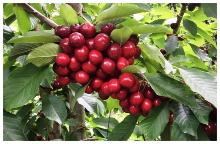 El Control y Erradicación de la Mosca de los Frutos de la Región Patagónica garantiza las exportaciones de cerezas