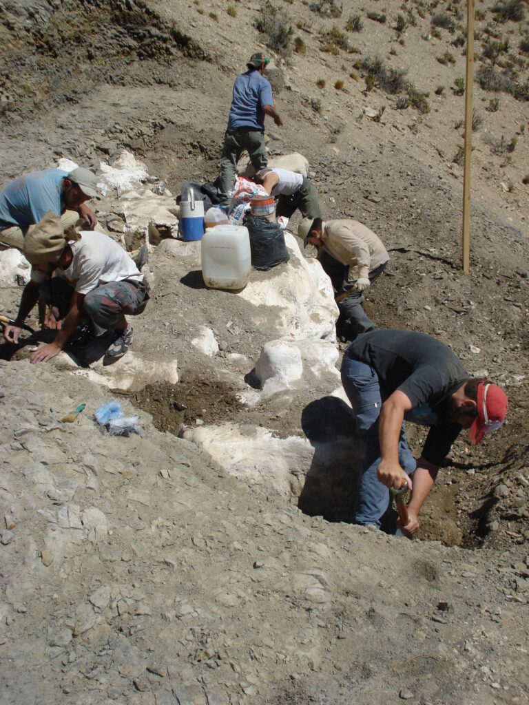 Descubren una nueva especie de saurópodo gigante de 179 millones de años en Chubut
