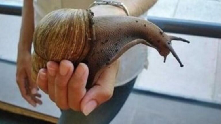 El caracol gigante africano fue declarado «especie exótica invasora» y dañino para la salud