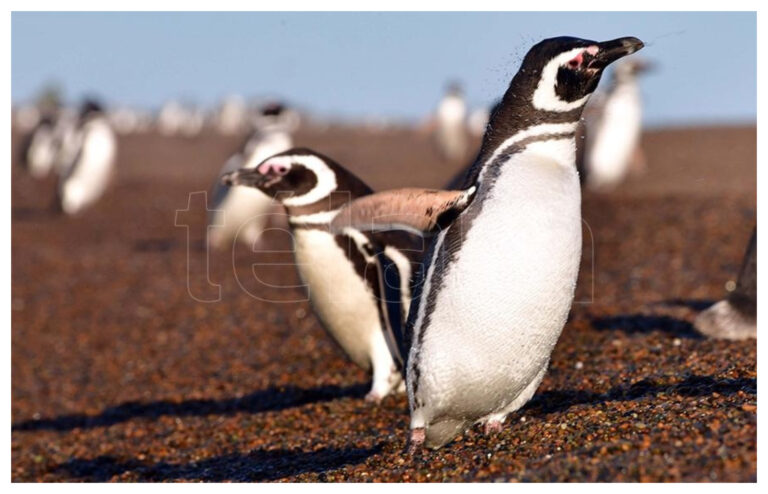 Efecto cuarentena: aumentaron los pingüinos de Magallanes y sus crías están bien alimentadas