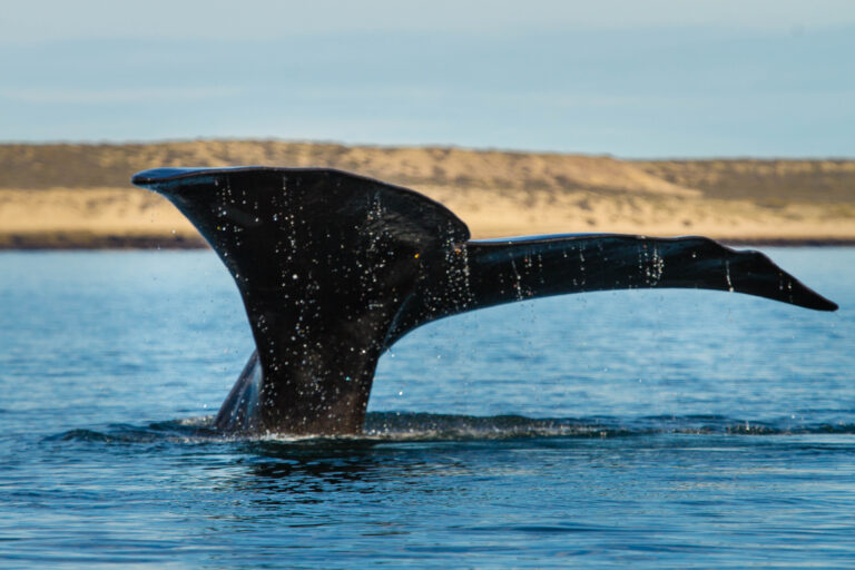 Se filmará el año próximo una película de ficción sobre ballenas en Península Valdés