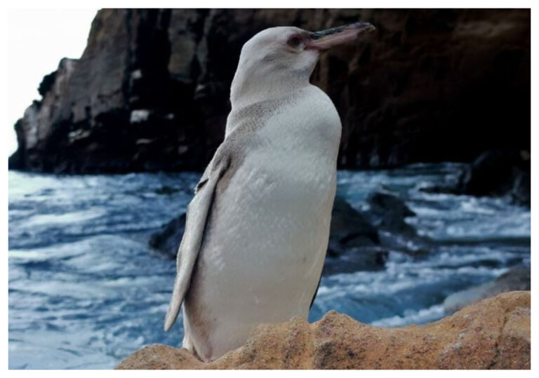 Descubrieron un pingüino blanco en Galapagos