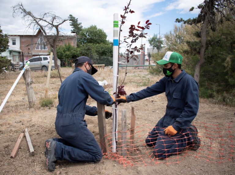 Avanza a paso firme el plan de forestación en Comodoro