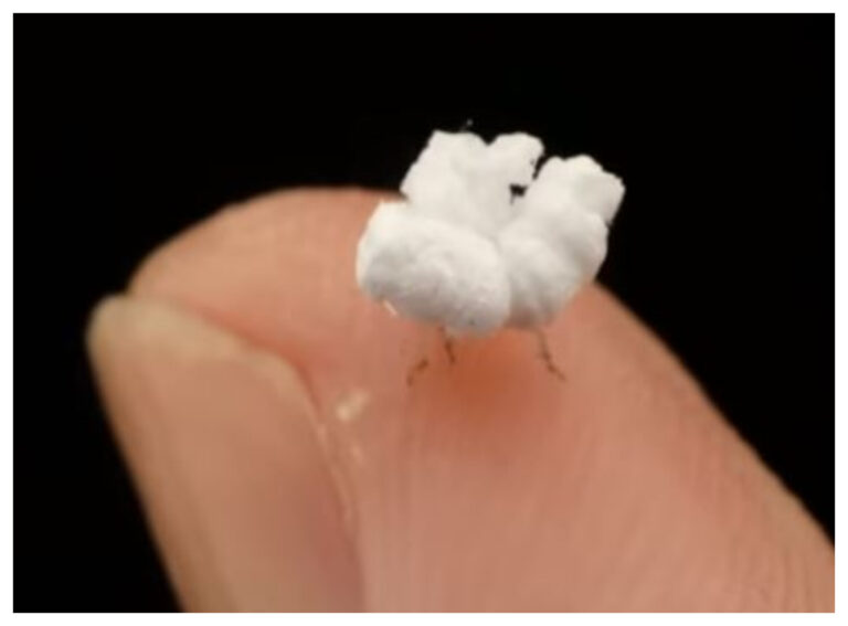 Hallaron un insecto que tiene una particular forma: ¿Un pochoclo?
