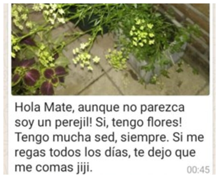 Su hermano le pidió que le cuide las plantas y las «recomendaciones» se volvieron viral