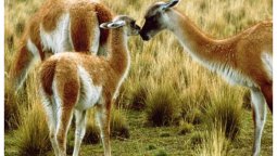 Chubut trabaja en el aprovechamiento sustentable de las poblaciones de guanacos silvestres