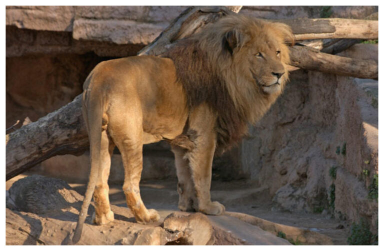 Barcelona: dieron cuatro leones positivo de coronavirus
