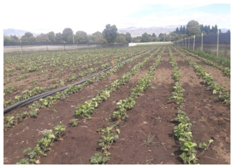 El Maitén: provincia trabaja junto a productores de frutillas en Buenas Prácticas Agrícolas