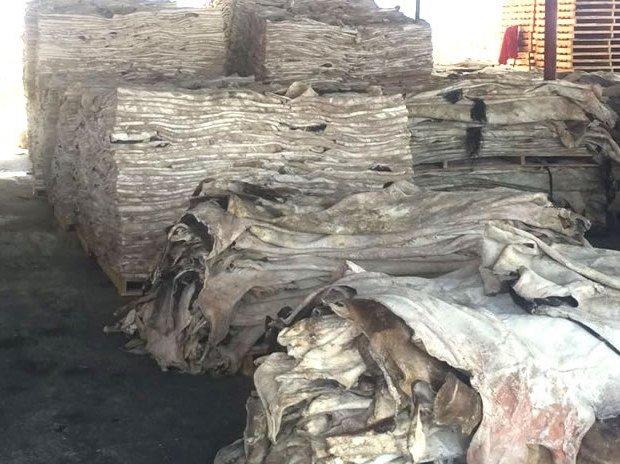 Chubut: Primera exportación de 100 toneladas de cueros bovinos a China
