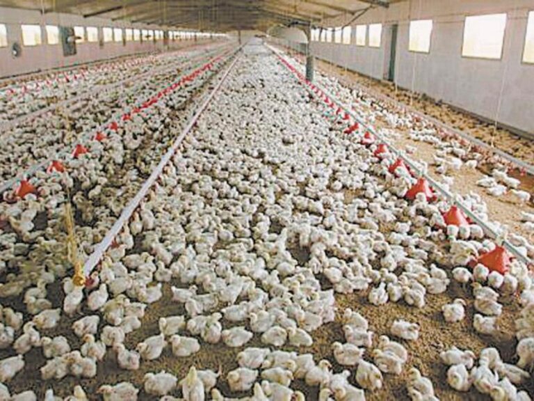 Identificaron brotes de variante de gripe aviar altamente contagiosa