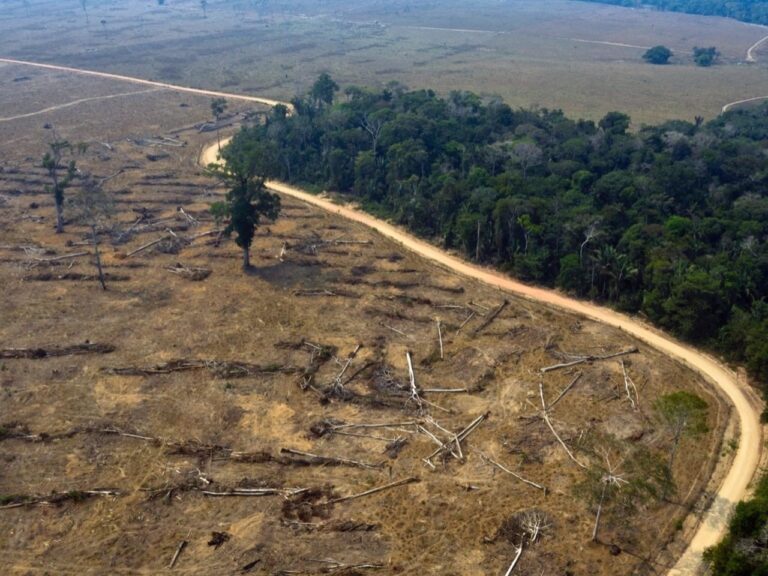 Deforestación: en 2020 se perdieron 8.500 kilómetros cuadros de selva amazónica