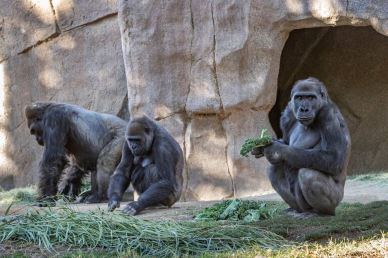 Gorilas de un zoológico de Estados Unidos dieron positivo en coronavirus