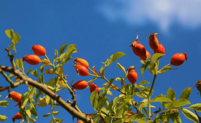 Una planta de la Patagonia con potencialidad de biocombustible