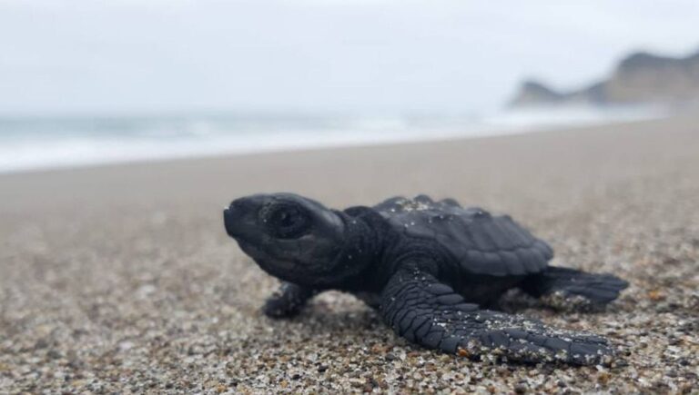 Nacen 38 ejemplares de la tortuga marina más grande del mundo