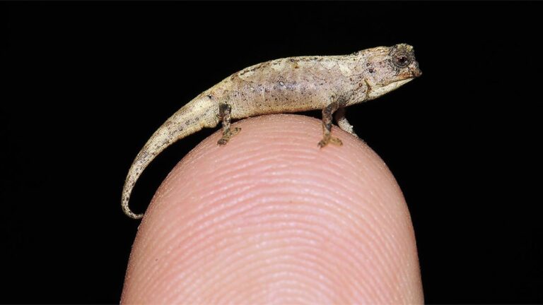 El reptil más pequeño del mundo cabe en la punta de un dedo