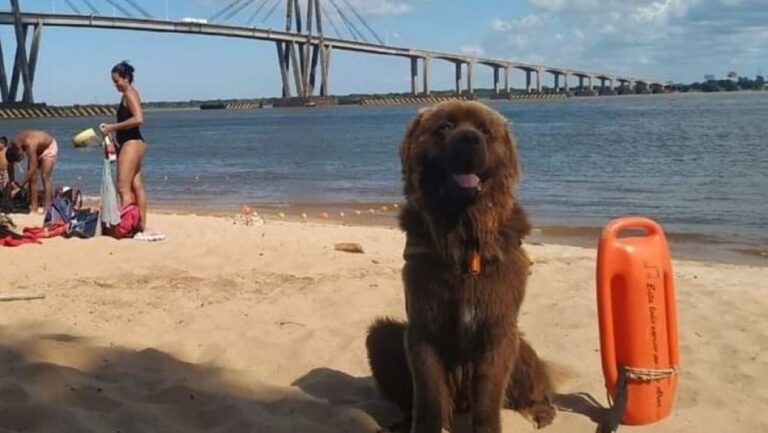 Sam, el primer perro salvavidas de Corrientes