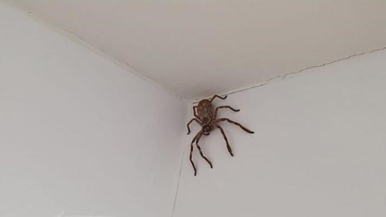Se fue a bañar y encontró una araña cazadora