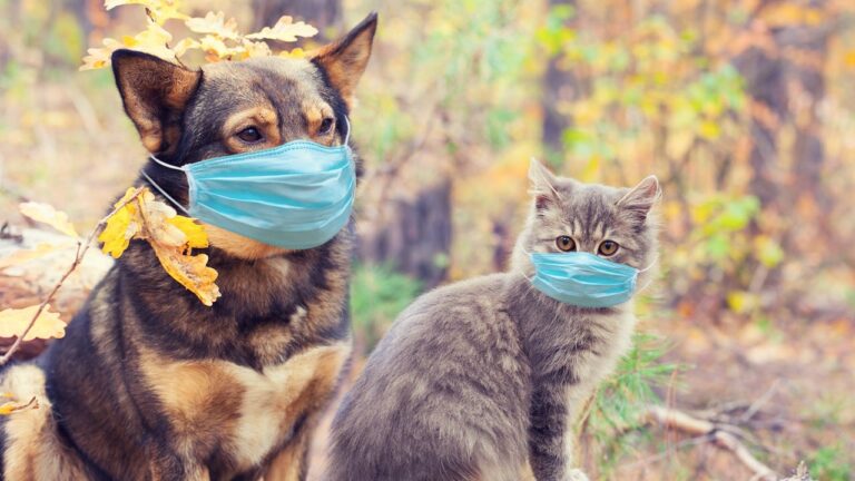 La variante británica de coronavirus afecta a perros y gatos