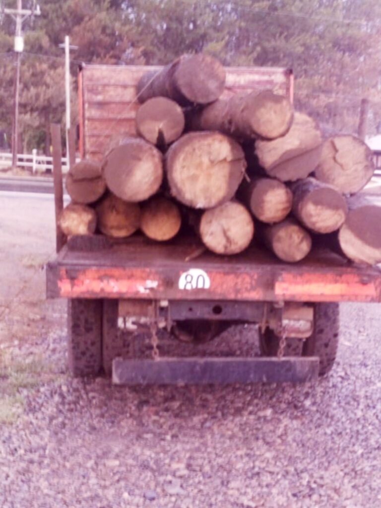 Se incautó madera extraída ilegalmente de un sector quemado en Las Golondrinas
