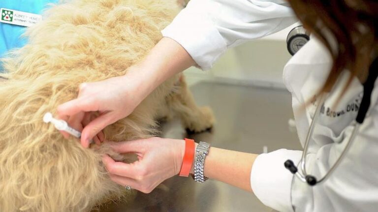 Rusia aprobó la primera vacuna contra el coronavirus para animales