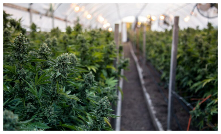 Autorizaron la inscripción de variedades de cannabis para uso medicinal