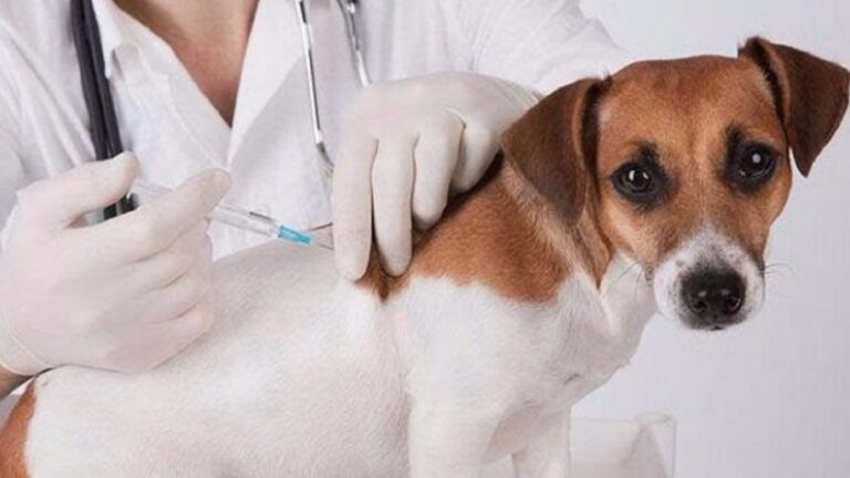 Chubut: Recuerdan vacunar anualmente a las mascotas contra la rabia