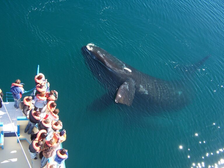 Suspenden el inicio de la temporada de avistaje de ballenas en Chubut