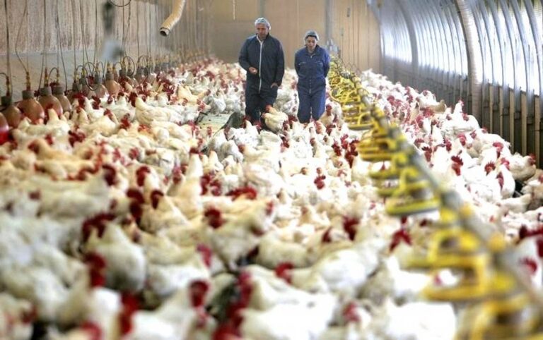 China detecta el primer caso de gripe aviar en humanos