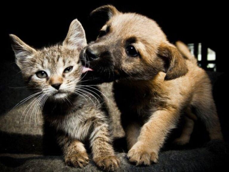Buscan que Rada Tilly adhiera a la ley provincial que prohíbe la eutanasia de perros y gatos