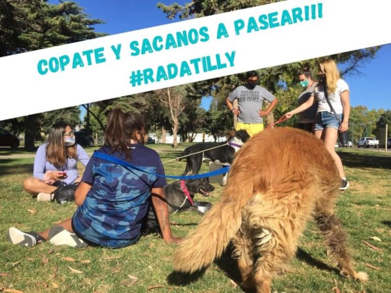 Rada Tilly: Ya podés acercarte y sacar a pasear a los perritos de Bromatología