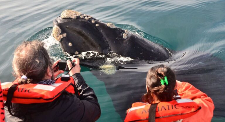 Chubut: Sortearán avistajes de ballenas para vacunados contra el coronavirus