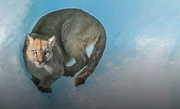 Filman a un puma sobre un iceberg en el Parque Nacional Los Glaciares