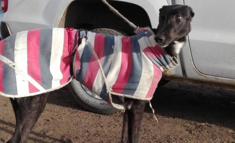 Están en adopción los galgos rescatados de carreras ilegales