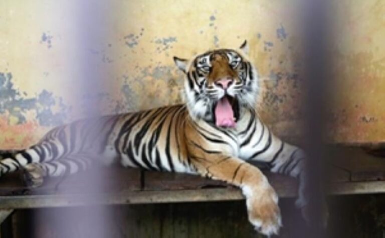Dos tigres de Sumatra se contagiaron coronavirus en un zoológico