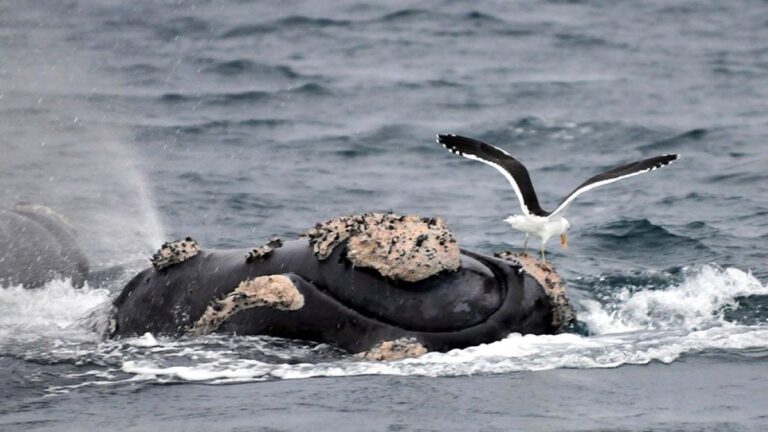 Un estudio indicó que la mayor cantidad de gaviotas genera más muertes de ballenas