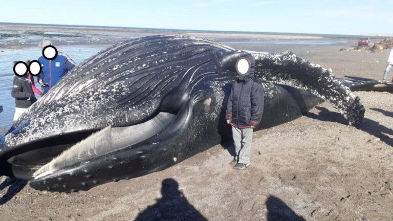 Trabajan para retirar a la ballena en la cosa de Km 8
