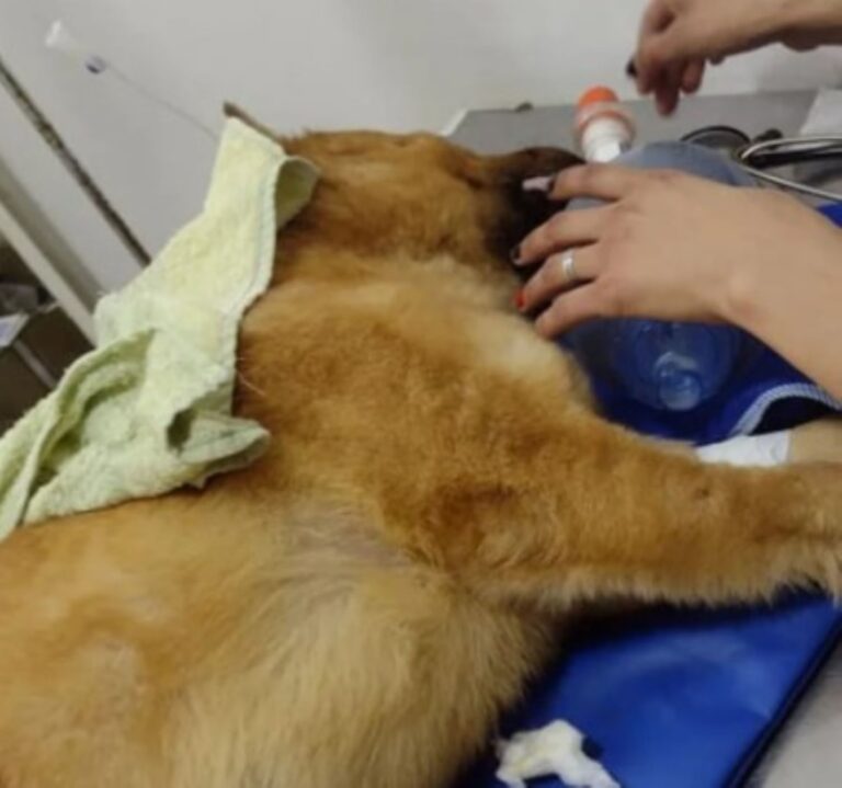Comodoro: Roko, el perrito que fue rescatado del mar busca una familia